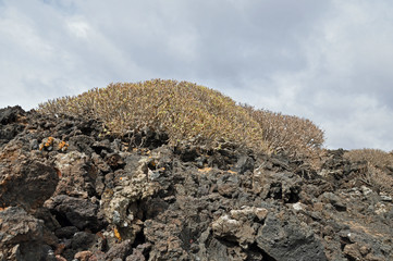 Lanzarote, Vulkangestein, Pflanzen