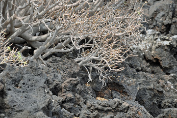 Lanzarote, Vulkangestein, Pflanzen