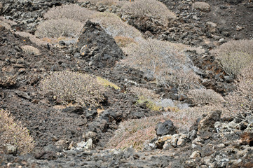 Lanzarote, Vulkangestein, Pflanzen