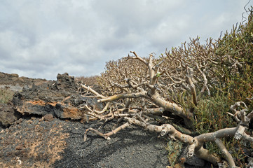 Lanzarote, Vulkangestein, Pflanzen
