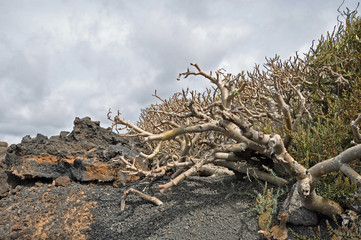 Lanzarote, Vulkangestein, Pflanzen