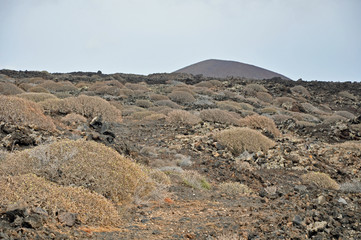 Lanzarote, Vulkangestein, Pflanzen