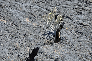 Lanzarote, Vulkangestein, Pflanzen
