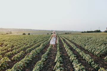 Fototapeta na wymiar conceptual photo for agriculture advertising, girl in the field