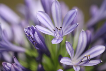 Purple flower