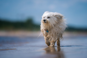 Strandläufer