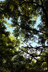 Fototapeta premium High forest trees. Abandoned thick forest at sunset of the day. Beauty of nature. Selective focus. Copy space.