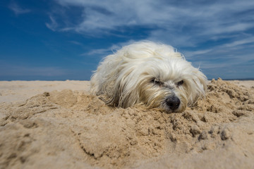 Hund am Sandstrand