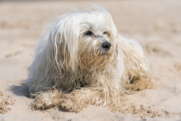 Hund am Strand