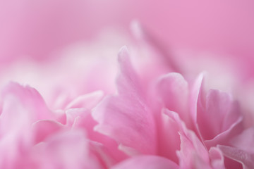 Fototapeta na wymiar Pink petals with blurred focus