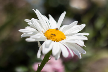 Insects on chamomile