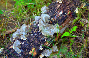 Birch mushroom chaga grows on hemp birch (Latin Inonotus obliquus). Autumn still life. Hello, Autumn. Selective focus, side view, copy space.
