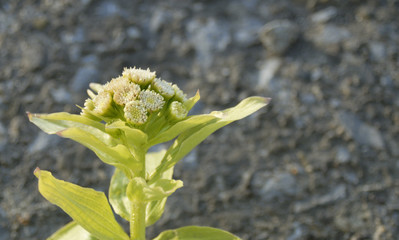 ふきのとう　春　素材