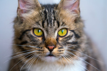 A non-pedigreed beautiful cat, looks at the camera