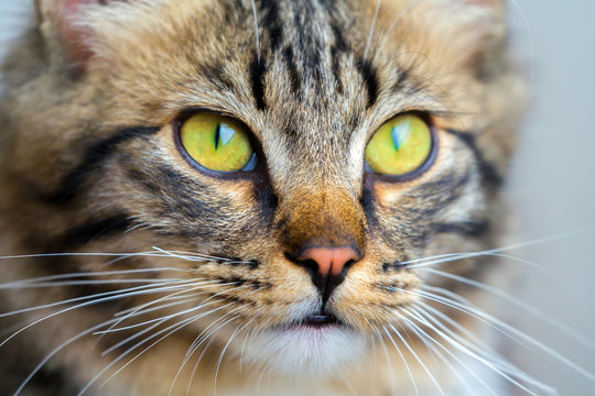 Yellow cat eyes and muzzle, detail portrait of a cat.