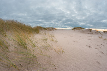 Fototapeta na wymiar Sandy beach of the Baltic sea.