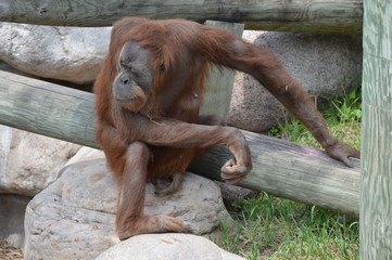 Naklejka premium Orangutan in the outdoors