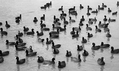 Fototapeta premium Lake with Birds, Chess Background
