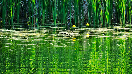 Two yellow lilies on a lake with reeds at edge of lake