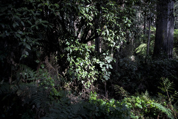 Forest Landscape at Sherbrooke Forest