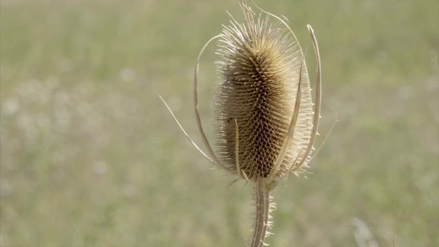 Wild Fuller&rsquo;s Teasel plant (Dipsacus Sativus) found in Kosovo