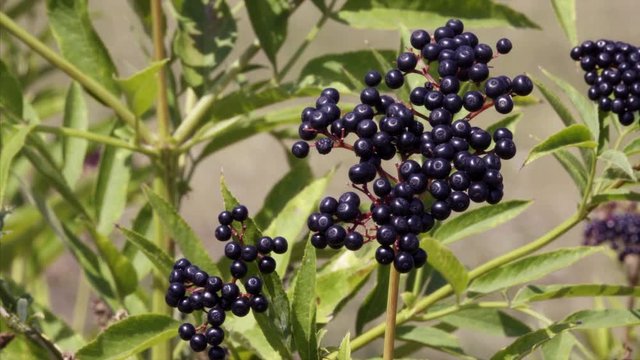 A Ripe Elderberry (sambucus) Bush in Kosovo
