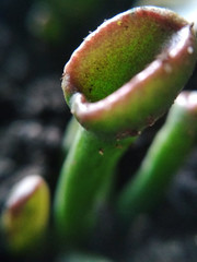 Succulent Crassula Ovata Crassulaceae cactus plant nature macro photo