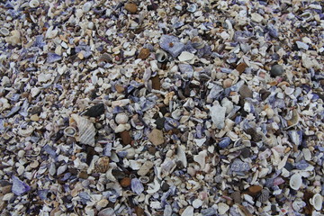 Shells texture