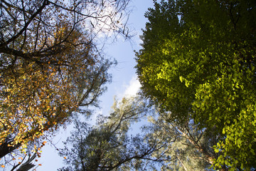 Vertical Forest landscape