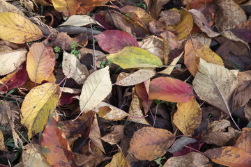 Autmun leaves with colours