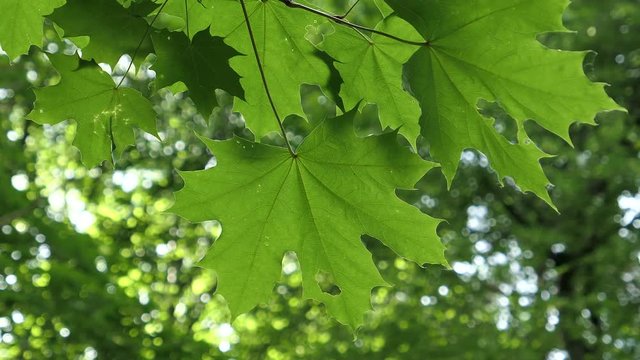 Green Maple Leaves In Summer Day