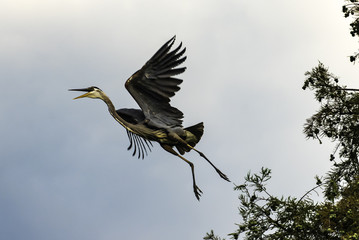 Flying Blue Heron