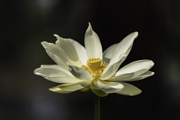 Water Lilly Blossom