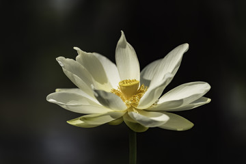 Fototapeta premium Water Lilly Blossom