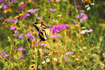 Butterfly Flowers