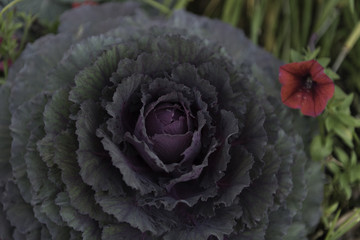 Ornamental Cabbage