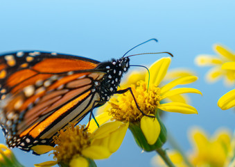 Monarch butterfly on yellow flower.