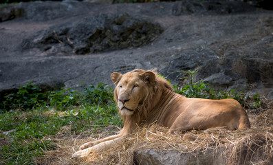 The lion is in the zoo.