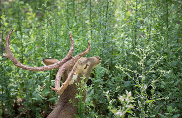 Picture above deer in zoo