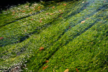 滋賀県　米原　梅花藻