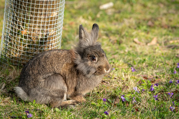 A portrait of a brown dwarf rabbit