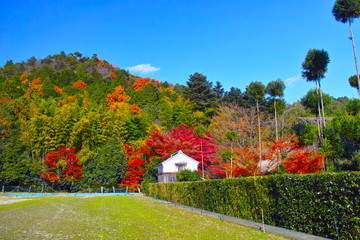 京都嵯峨野　紅葉シーズンの田園風景

