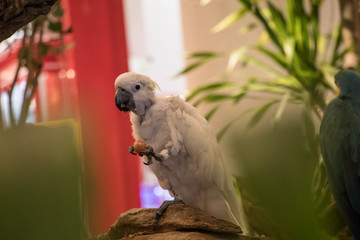 bird white cacatuidae eat food