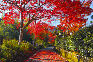 京都嵯峨野　路地の紅葉

