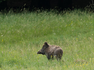 A boar on a meadow in the forest