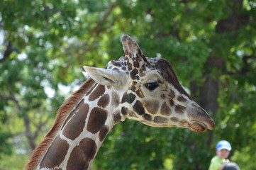 Head of a giraffe