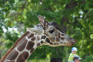 Head of a giraffe