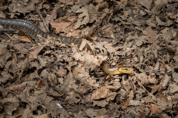 An Aesculapian snake slithering on the ground in a forest