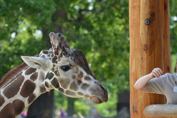 Head of a giraffe