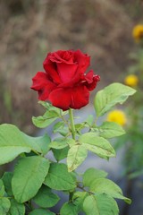 red damask rose flower in nature garden